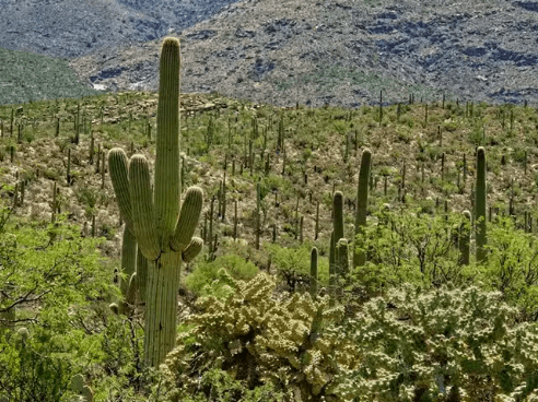 Cactus